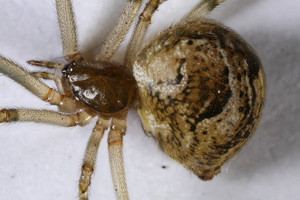 Parasteatoda tepidariorum